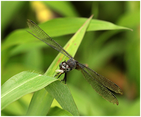 Erythrodiplax kimminsi femelle