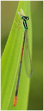 Red-tipped Swampdamsel female