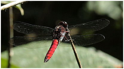 ilver-sided Skimmer male