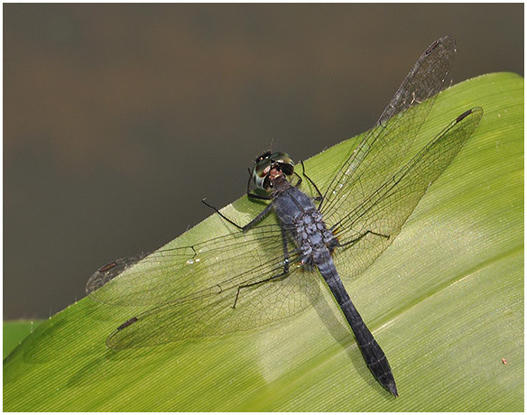 Oligoclada heliophila male