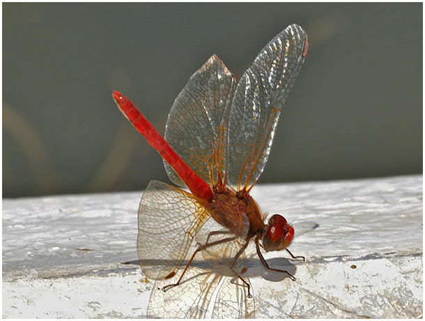 Sympetrum illotum