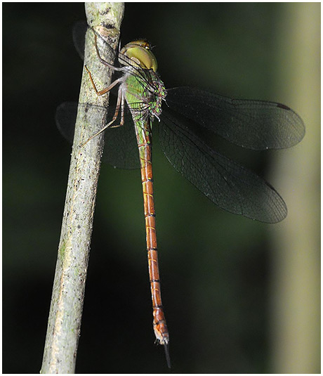 Triacanthagyna septima female