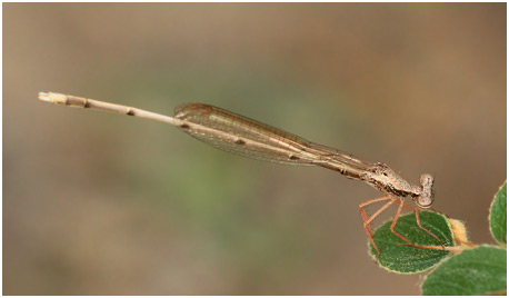 Copera marginipes mâle