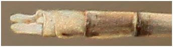 Copera marginipes mâle, appendices anaux