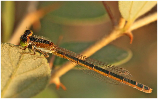 Rhodischnura nursei femelle