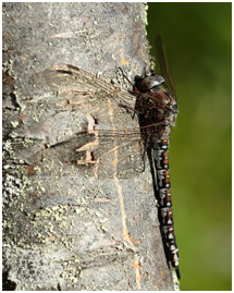 Aeshna caerulea femelle