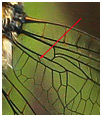 Somatochlora arctica mâle, veination