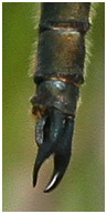 Somatochlora arctica mâle, appendices anaux