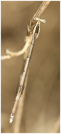 Copera marginipes femelle