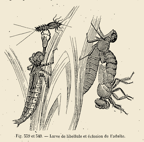 Planche Maurice Girard Métamorphose des insectes