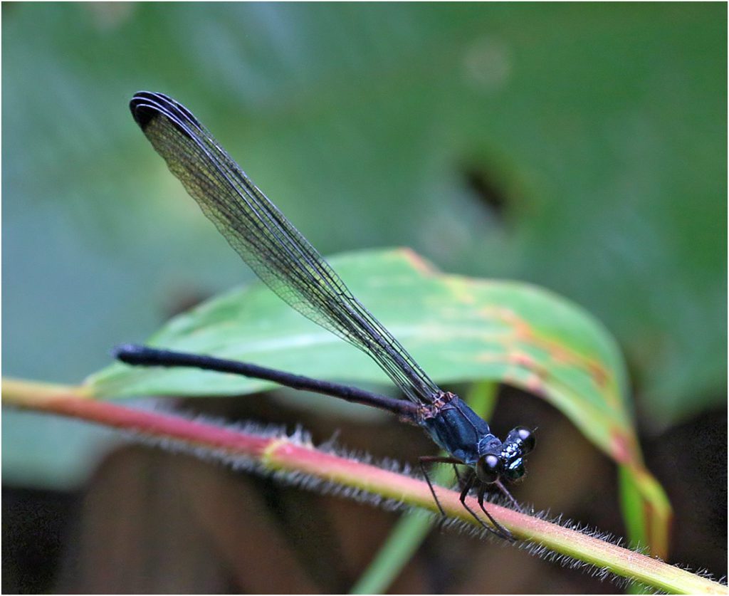 Devadatta kompieri mâle, Vietnam, Khau Pha, 10/06/2018