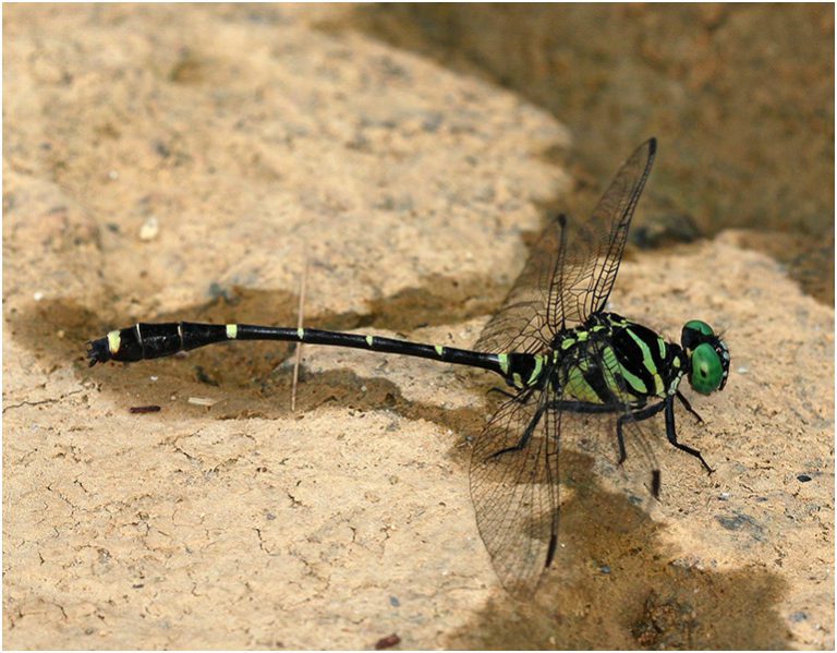 Burmagomphus Vermicularis - Mes Libellules