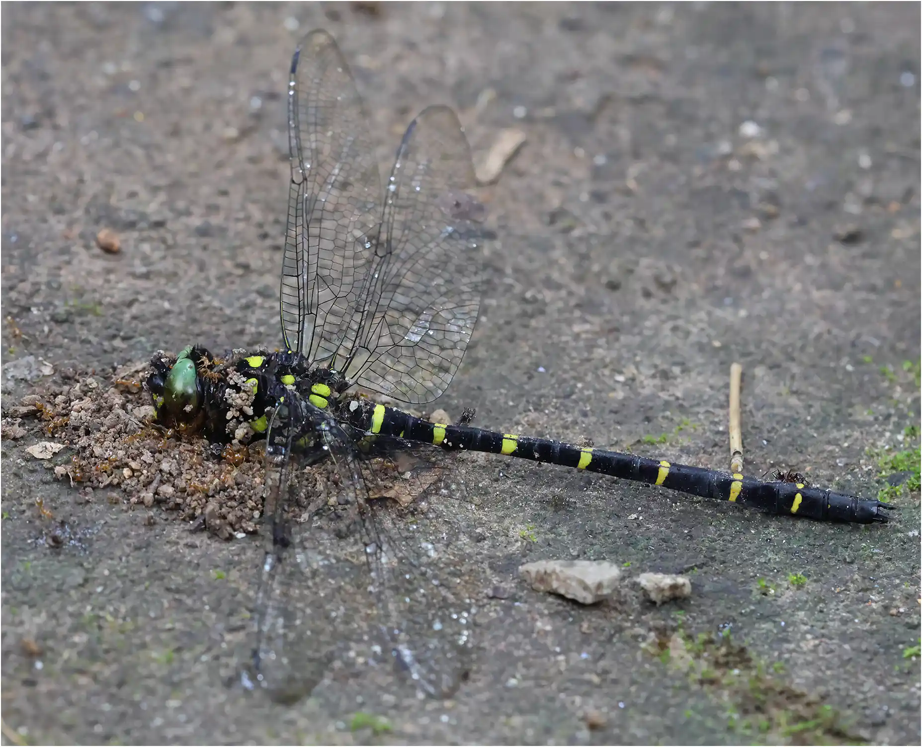 Anotogaster gregoryi mâle, Thaïlande, Siriphum Waterfall, 06/06/2024