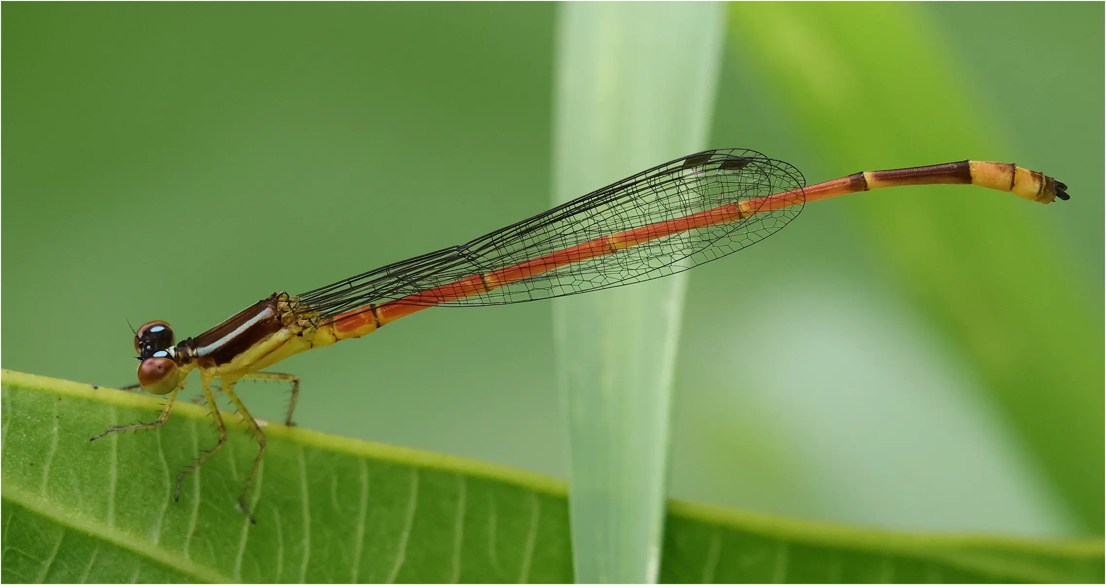 Red-tipped shadefly male, Thaïlande, Hua Sai Lueang Waterfal, 04/06/2024