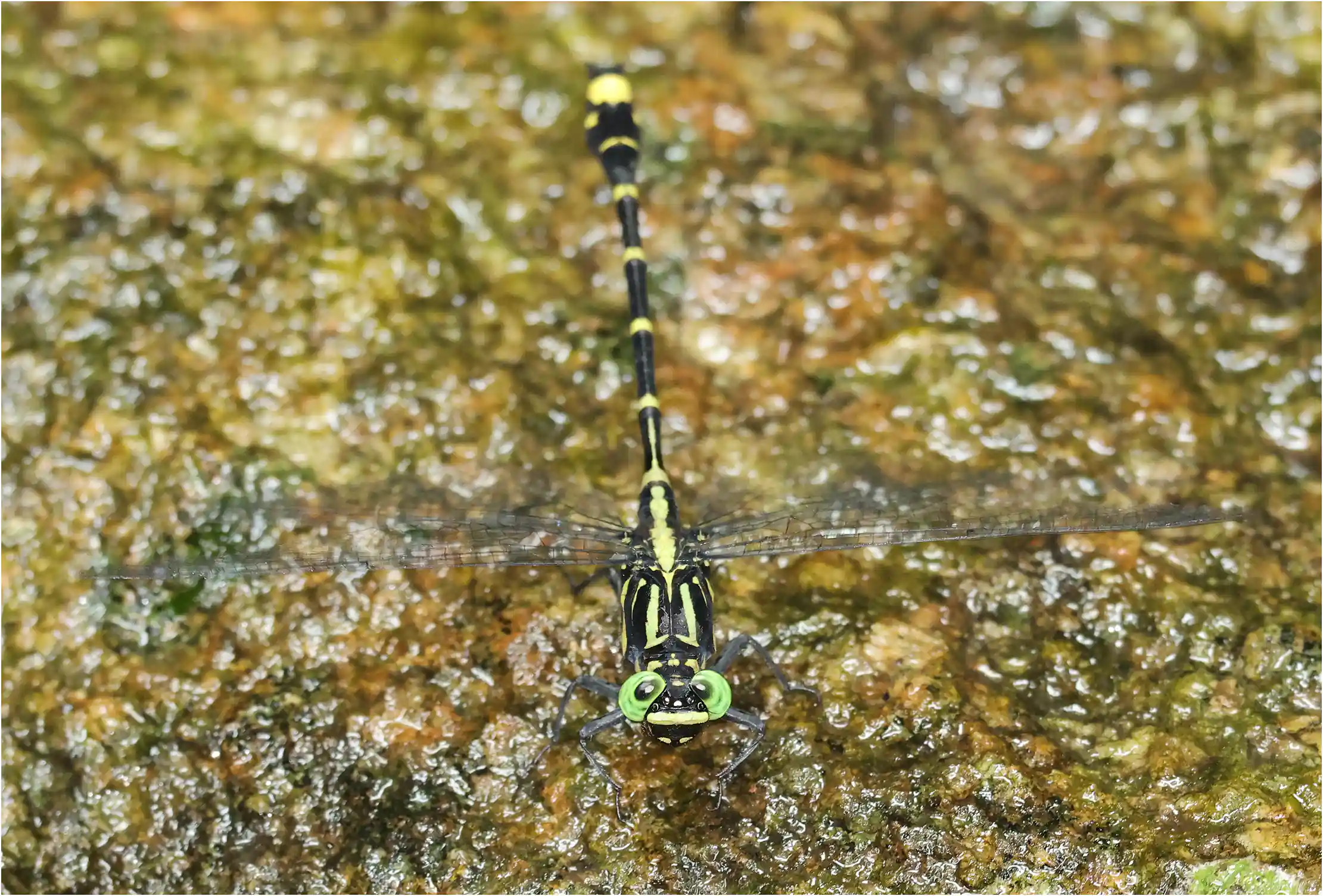 Asiagomphus xanthenatus mâle, Thaïlande, Mon Tha Than Waterfall, 27/05/2024