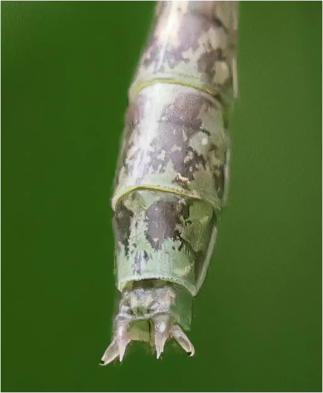 Burmagomphus divaricatus mâle, Thaïlande, Mae Ya River (Ban Luang, Chom Thong), 07/06/2024