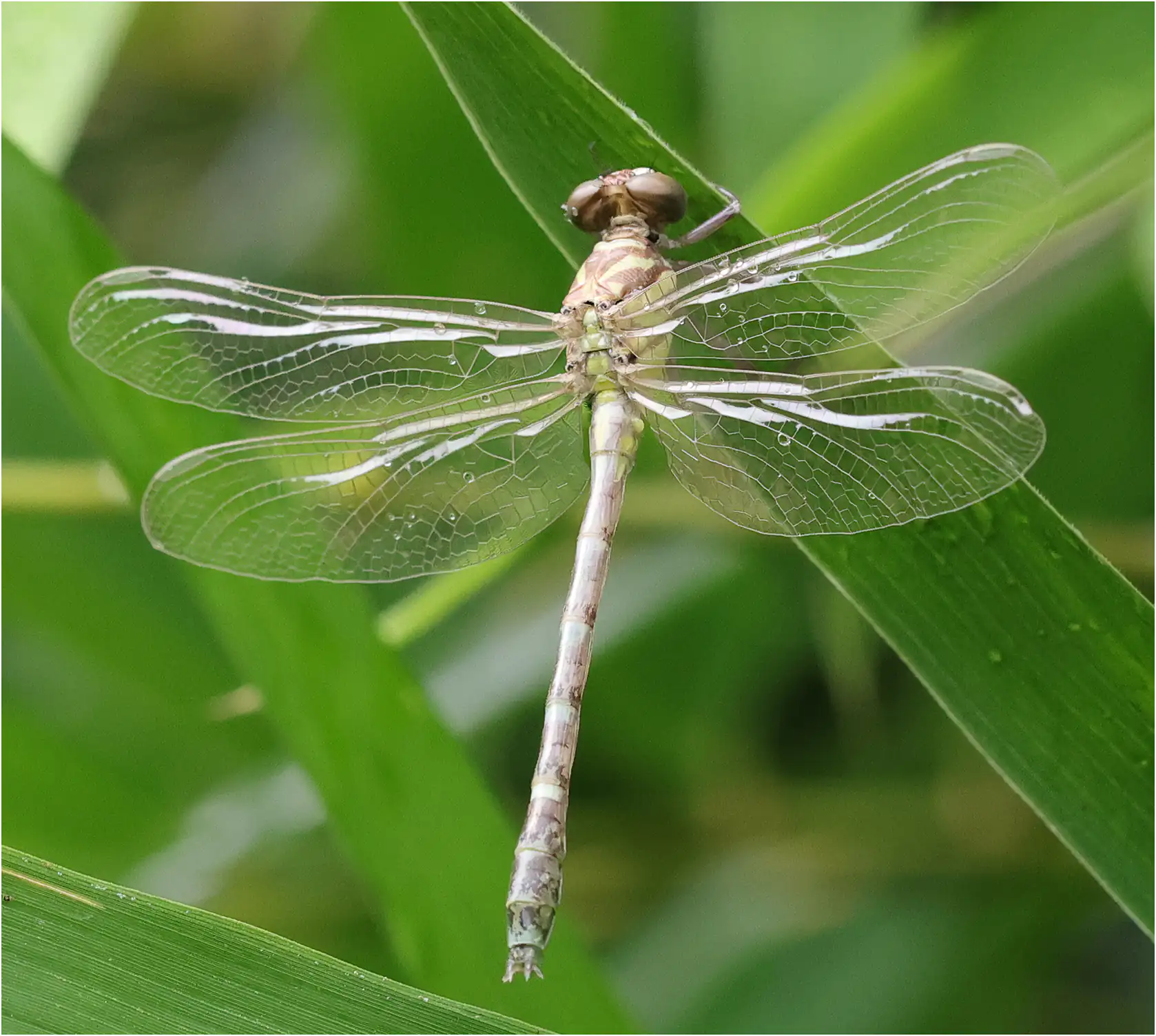 Burmagomphus divaricatus mâle, Thaïlande, Mae Ya River (Ban Luang, Chom Thong), 07/06/2024