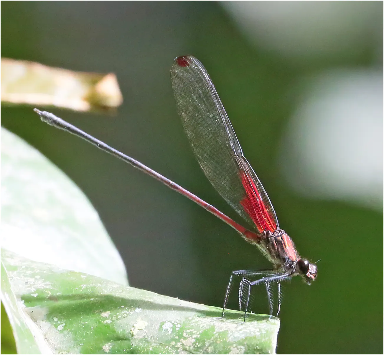 Hetaerina sanguinea mâle, Pérou, Tahuayo Lodge, 12/08/2024