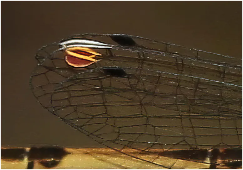 Ptérostogimas Ischnura hastata mâle, Cuba, Punta Perdiz, 15/11/2023.