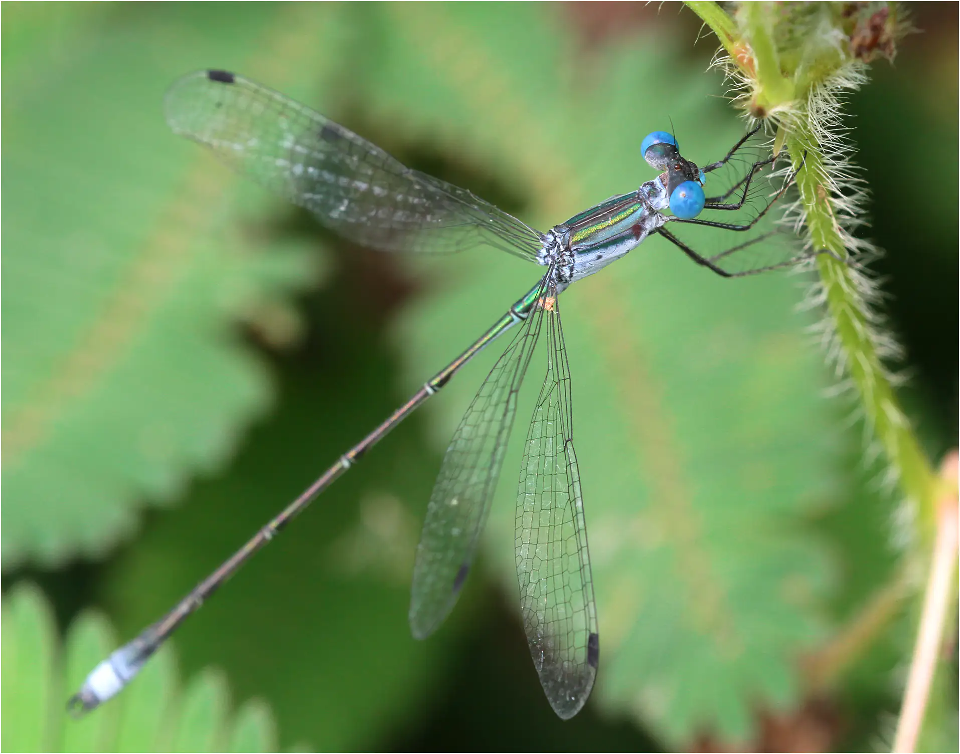 Rainpool Spreadwing male, Brazil, REGUA Wetland, 15/01/2015