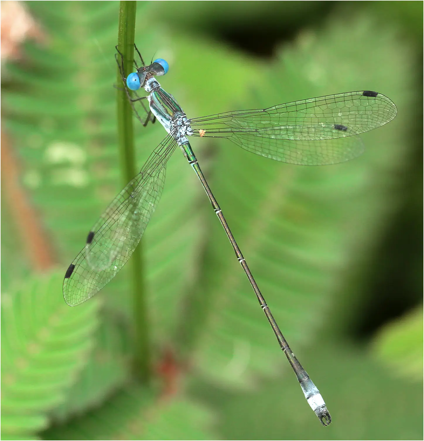 Lestes forficula mâle, Brésil, zone humide du lodge de REGUA, 15/01/2015