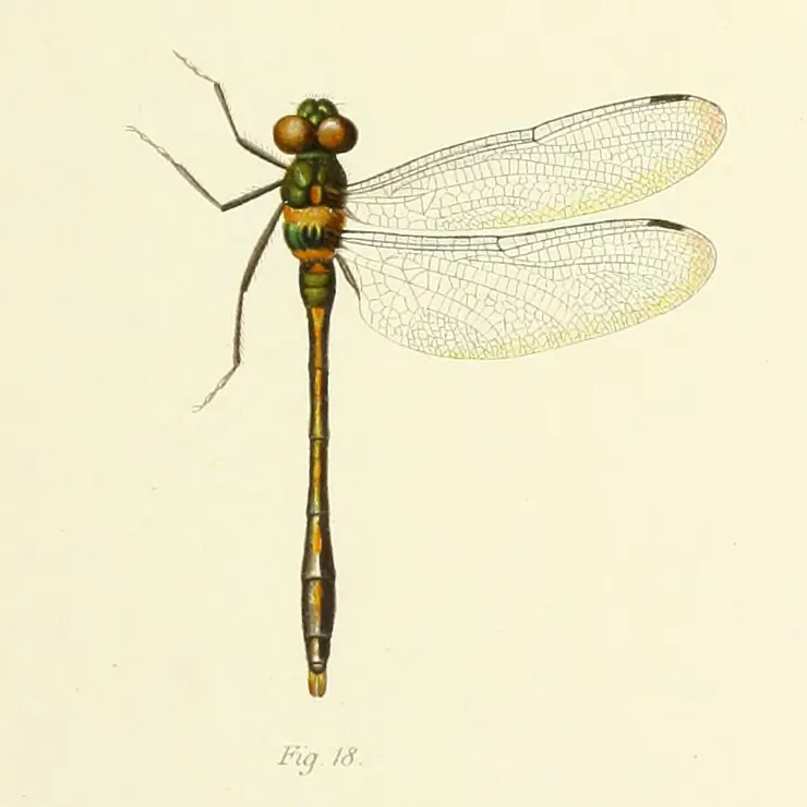 Macromidia rapida, Martin in Selys