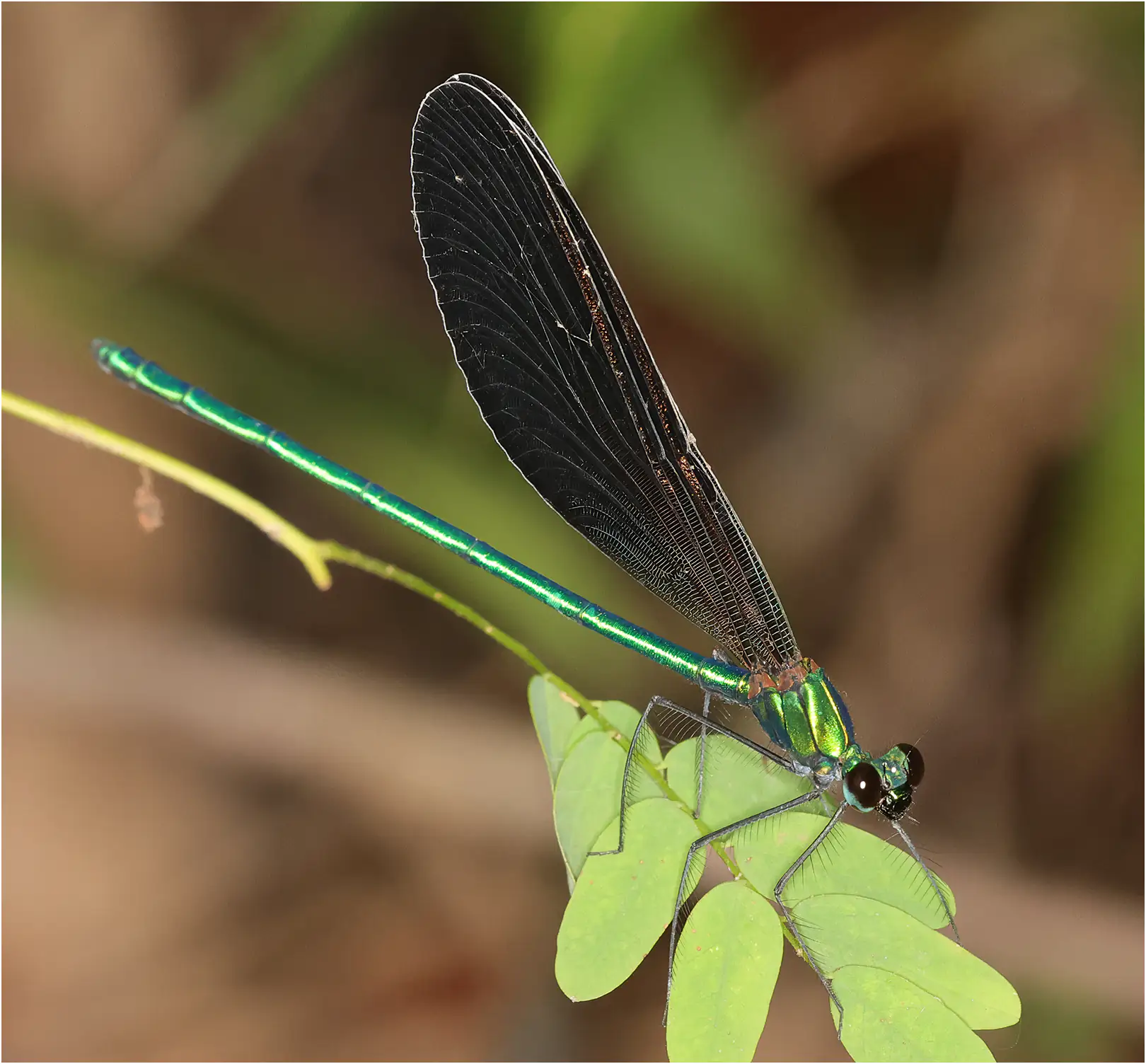 Matrona nigripectus mâle, Thaïlande, Mae Klang Waterfall, 02/06/2024