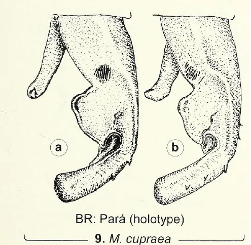 Appendices anaux de Mnesarete cupraea , Garrison