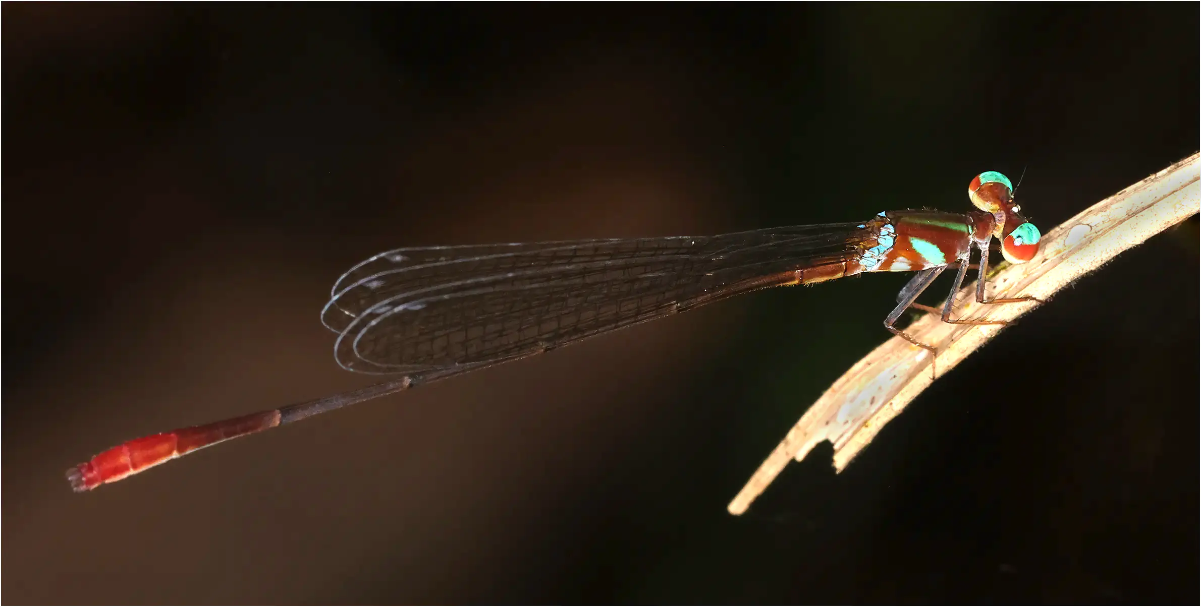 Phoenicagrion trilobum mâle, Pérou, Amazon Research Center (Chino), 17/08/2023