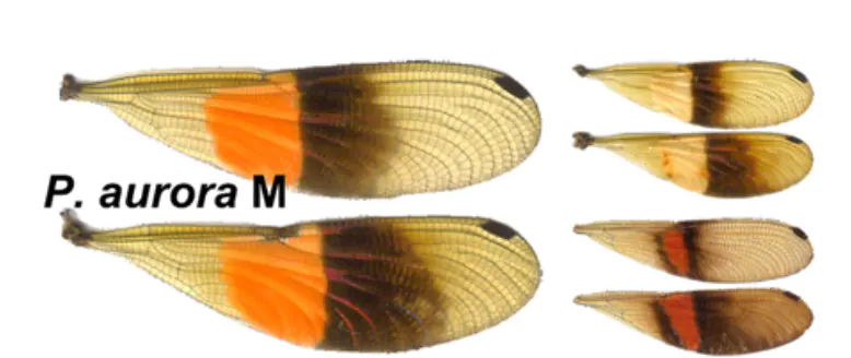 Variabilité des ailes de Polythore aurora montrées dans (1)