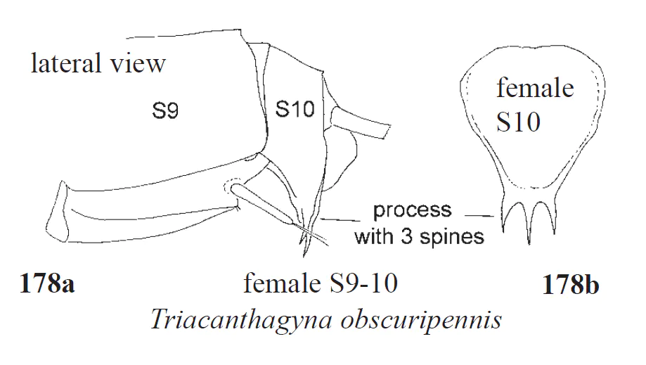 Triacanthagyna obscuripennis , spines, (4)