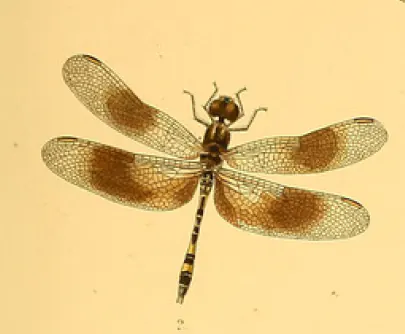 Trithemis attenuata, Kirby, 1889