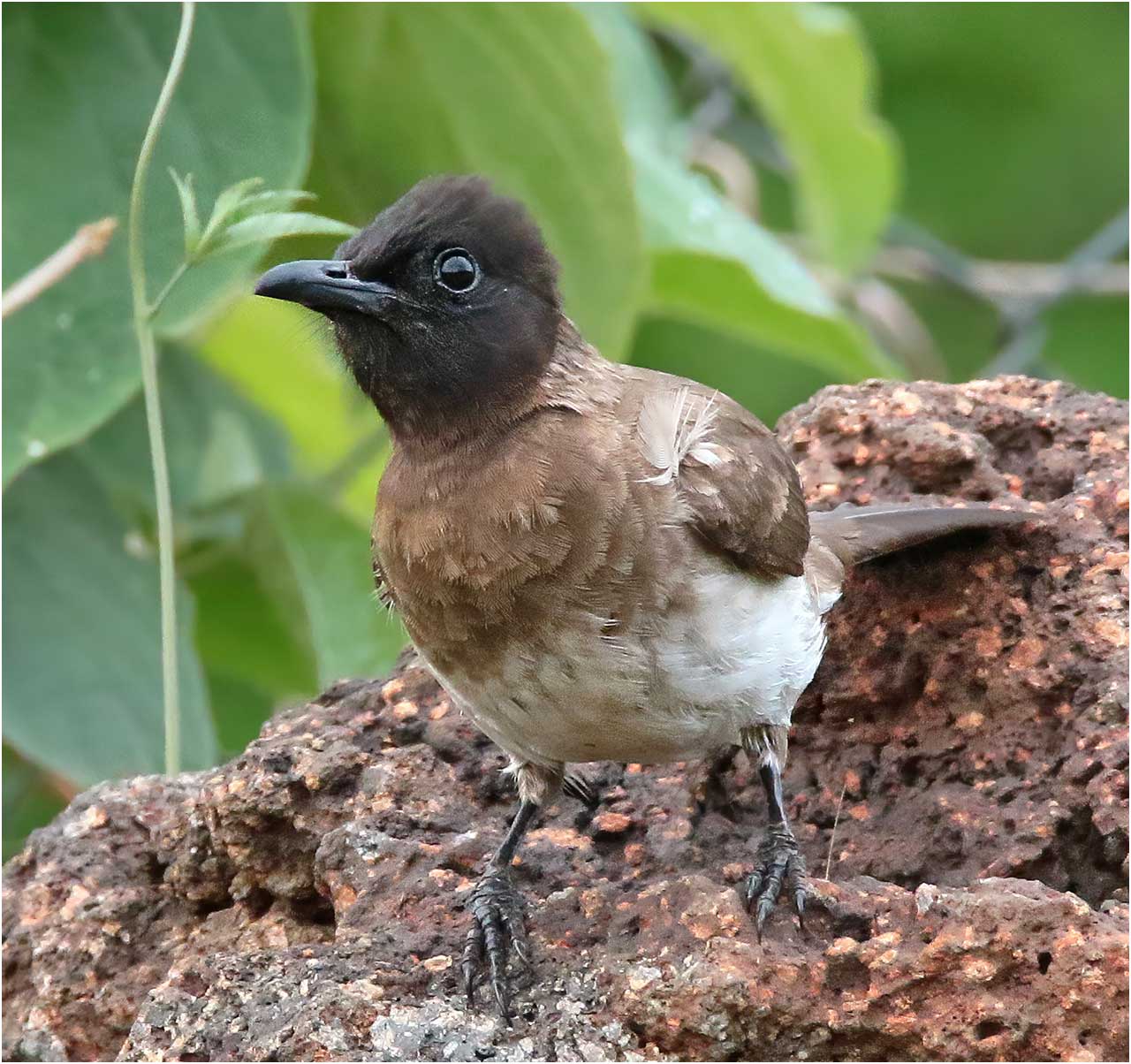 Bulbul des Jardins, Pycnonotus barbatus, Ethiopie, Arba Minch, 24/10/2018