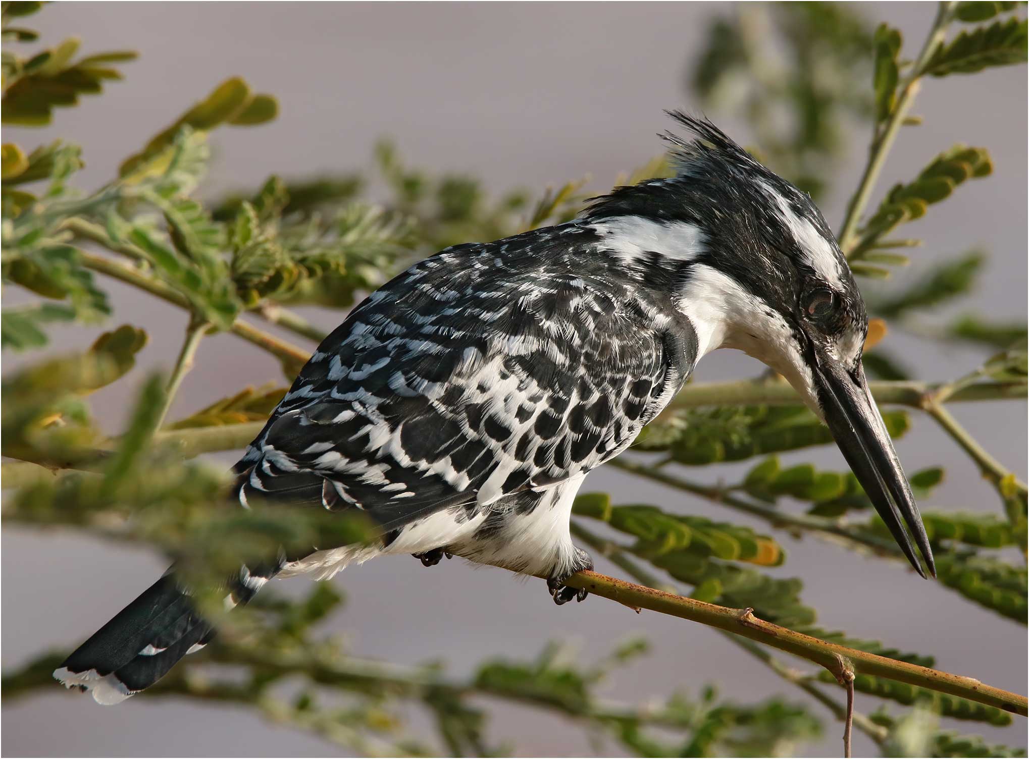 Martin-pêcheur Pie, Ceryle rudis, Ethiopie, lac Langano, 31/10/2018