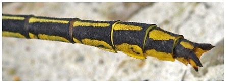 Gomphus puchellus mâle