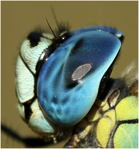 Aeshna affinis mâle, oeil
