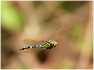 Brachytron pratense mâle en vol, Hairy dragonfly