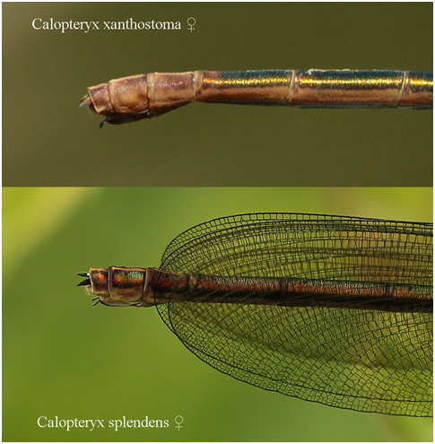 Calopteryx xanthostoma versus Calopteryx splendens