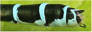 Coenagrion puella femelle appendices anaux