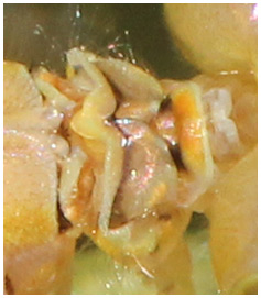 Erythromma najas pronotum femelle