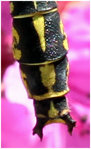Gomphus graslinii mâle appendices anaux
