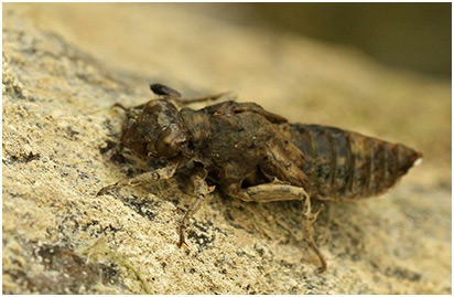 Onychogomphus forcipatus larve