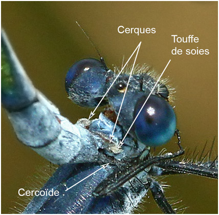 Lestes macrostigma - prise du mâle