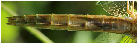 Crocothemis erythraea femelle émergente