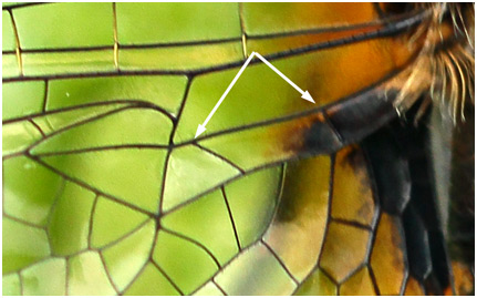 Leucorrhinia caudalis femelle émergente