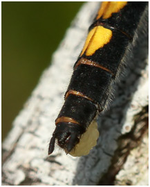 Leucorrhinia pectoralis femelle