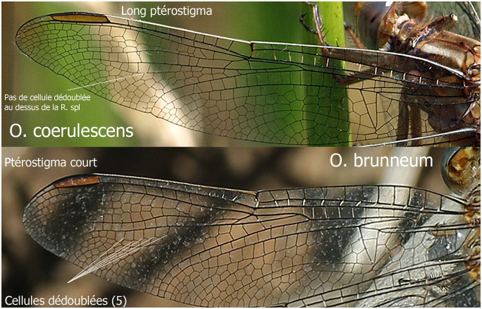 Comparaison des ailes des femelles Orthetrum brunneum et coerulescens