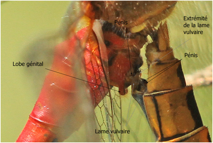 Sympetrum sanguineum accouplement