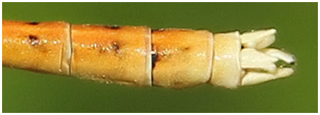 Platycnemis acutipennis mâle