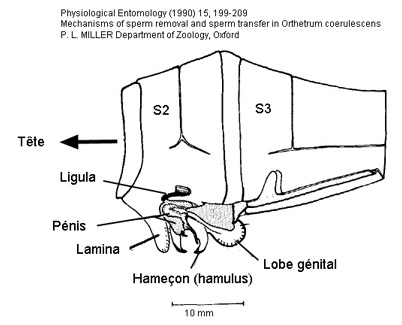 Appariel génital secondaire Libellulidae mâle